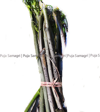 [ps-kuk-dai-pcs] ps-Kukur Daino (कुकुर दाईनो)